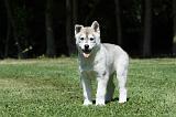 SIBERIAN HUSKY 372